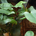 Philodendron erubescens 'Grey'