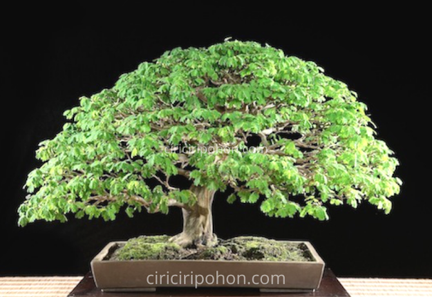 Ciri Ciri Pohon Bonsai Termahal