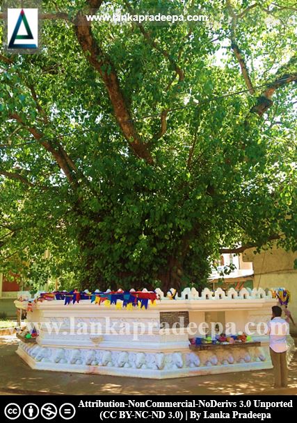 The Bodhi-tree at Siri Perakumba Pirivena