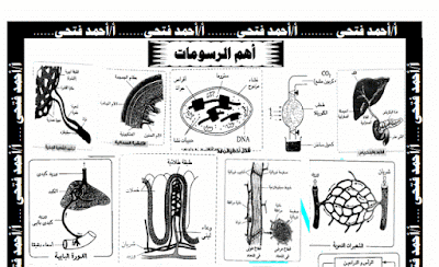 مذكرة مراجعة ليلة الإمتحان في مادة أحياء الصف الثاني الثانوى مذكرة مراجعة ليلة الإمتحان في مادة أحياء الصف الثاني الثانوى