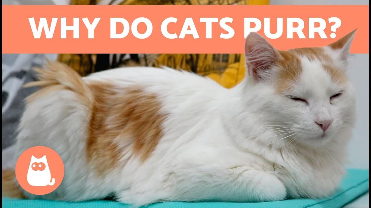  what does it mean when a cat purrs 