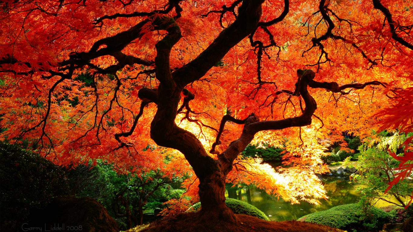 Stock photo japanese maple tree Passthru Kameko