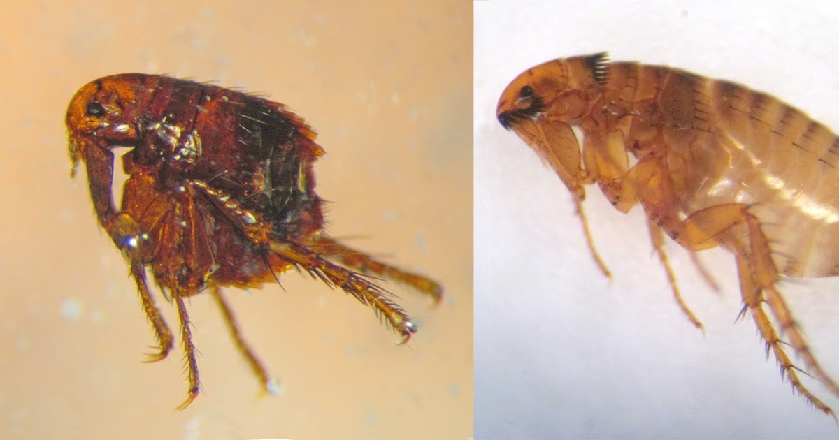 Insects in the City Loving it with fleas