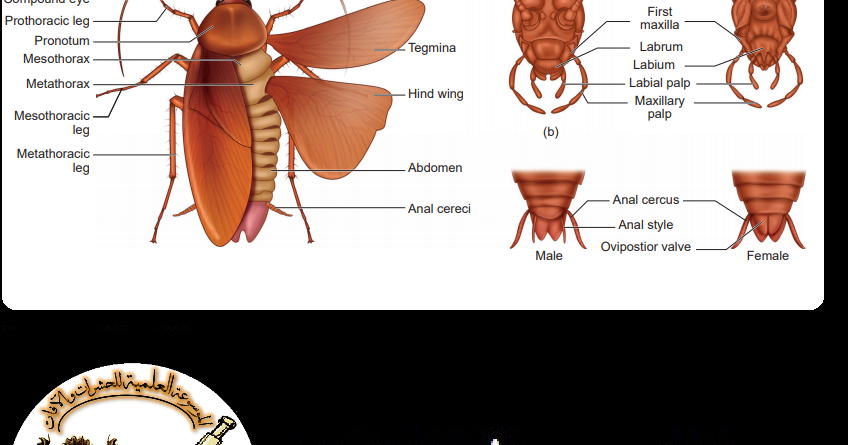 الشكل الخارجى للحشرات External Morphology Of Insects