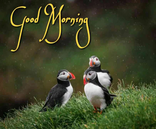 Beautiful birds good morning images