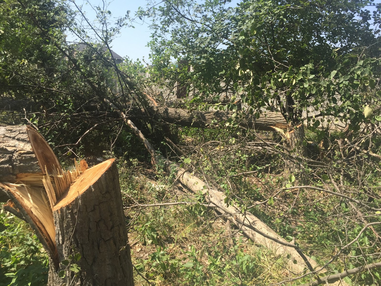 Эльтавский лес карта