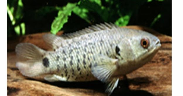 Pertanian Ikan Puyu Pertanian Ikan Puyu