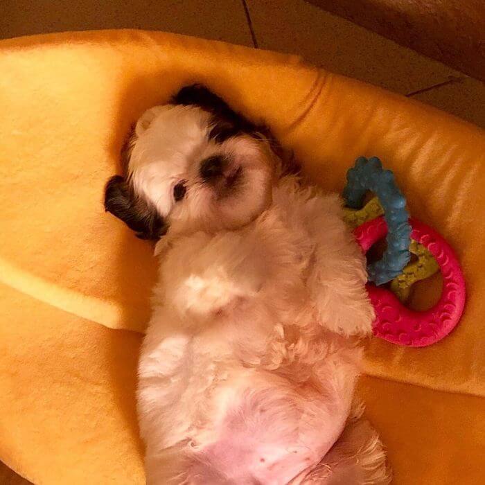 30 Hilariously Adorably Pictures Of Puppy Sleeping As If She Was 'Turned Off' 30 Hilariously Adorably Pictures Of Puppy Sleeping As If She Was 'Turned Off'