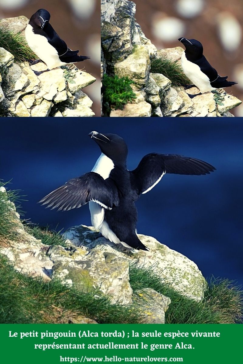 le petit pingouin Alca torda la seule espèce vivante représentant actuellement le genre Alca