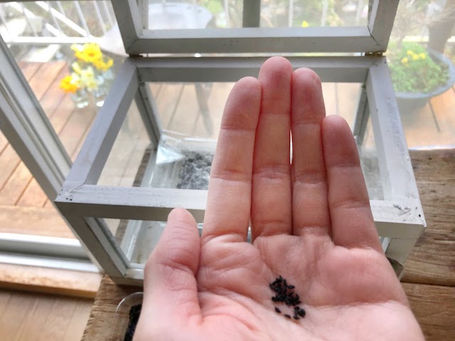 Sow seed of Chive in my glasshouse.