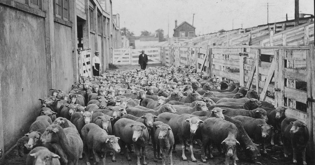 Lost in the Bozone Stock Yard Animals