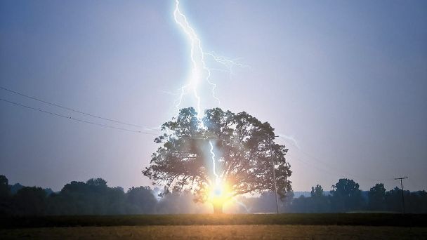 rayo que le cae a un árbol