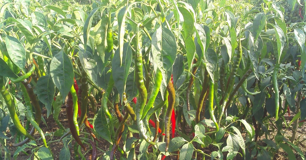 hasi panen cabe keriting