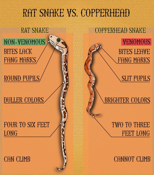 Garter Snake Feeding Chart