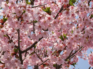 Cherry blossom in Japan