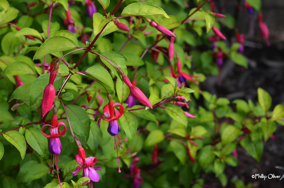 Garden Blogger's Bloom Day for June 2019