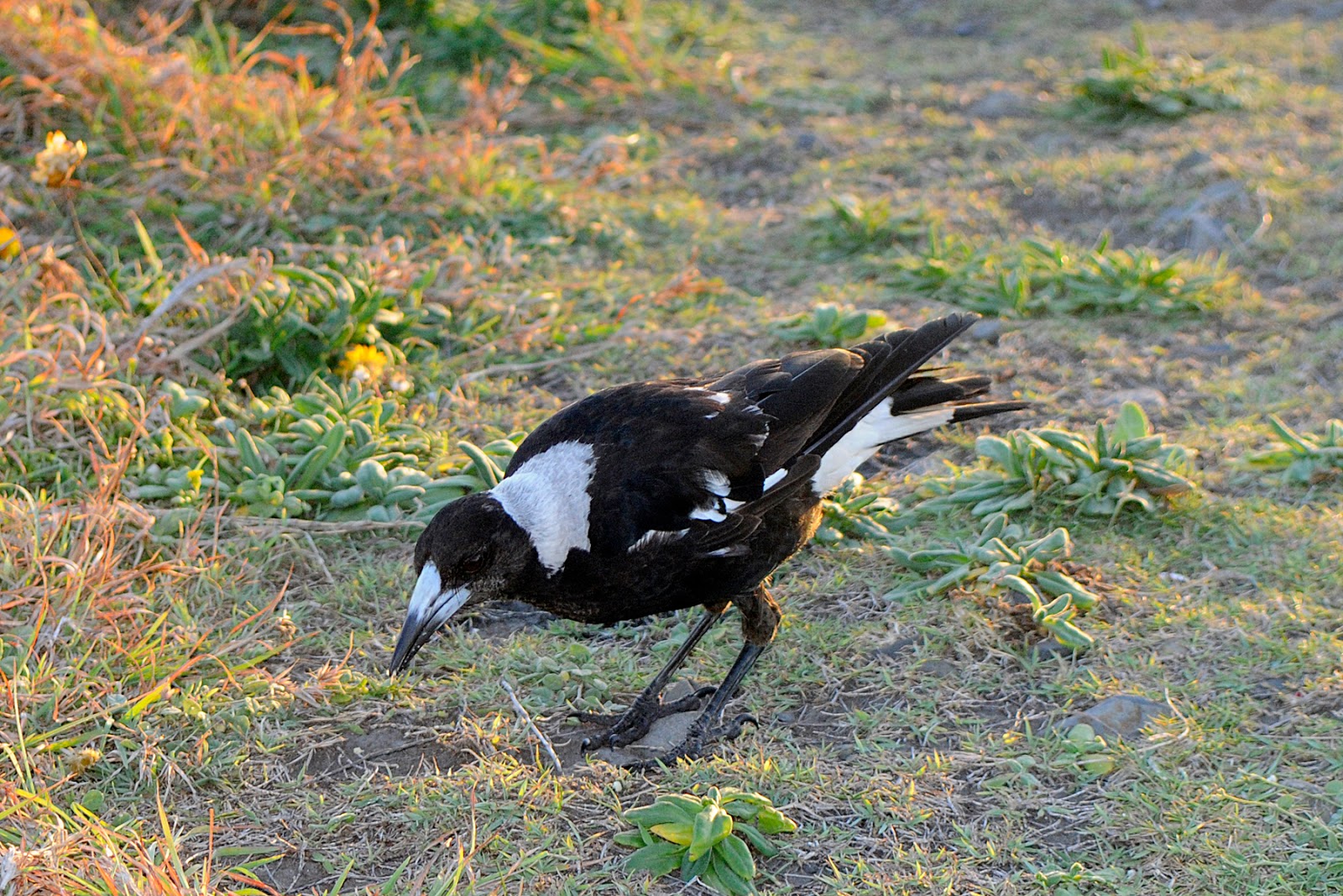 Small Animal Talk: 2013-11-10