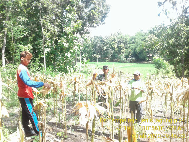 Petani Desa Tempelrejo Panen Jagung Didampingi Babinsa