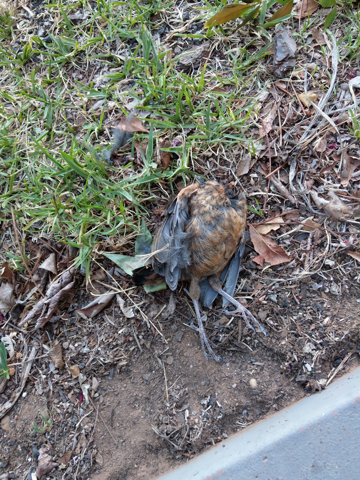 Theifs in the World The Swollen Sky and Missing Life Headless bird