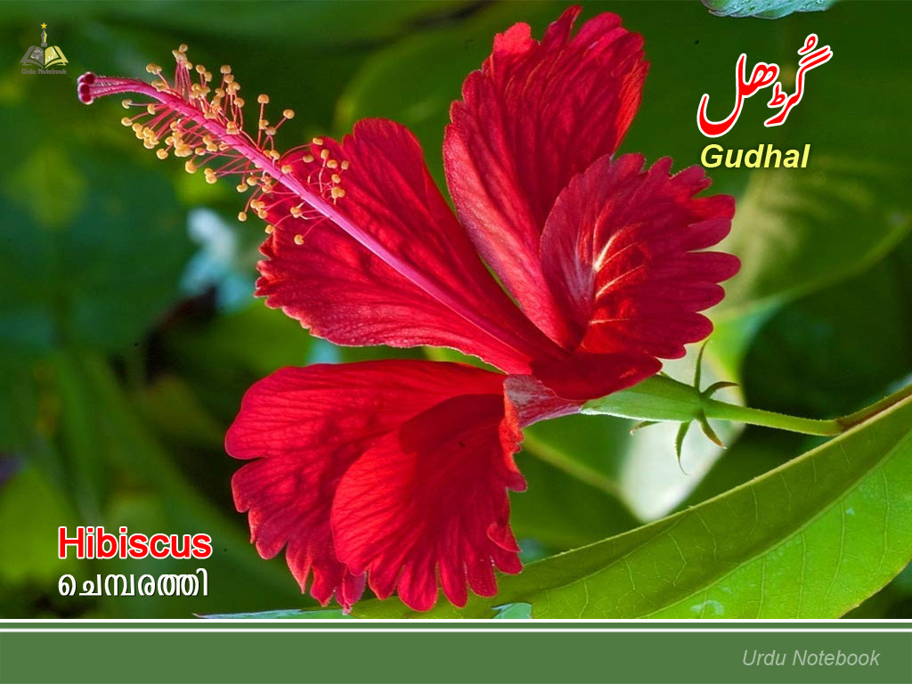 urdunotebook Flower Urdu Wallpaper