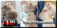 transgenicos-ratos-cancer.jpg (615×300)
