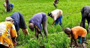 Sénégal - Mise en œuvre du projet Agri-jeune 2020-2025 :  Projets, plan, développement, économie, agriculture, jeune, énergie, PSE, LEUKSENEGAL, Dakar, Sénégal, Afrique