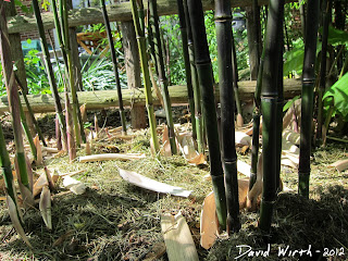 bamboo trees, mulch, roots, rhizomes, culms, grass