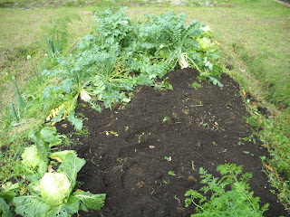 キュウリ:植え方と育て方 - キュウリの植え方