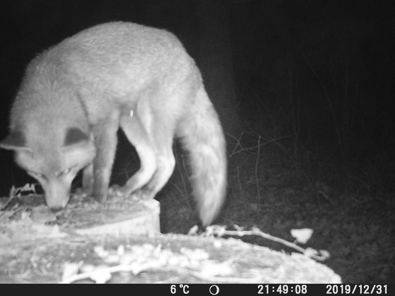 Why a Trail Camera is an essential part of a Wildlife Photographers kit