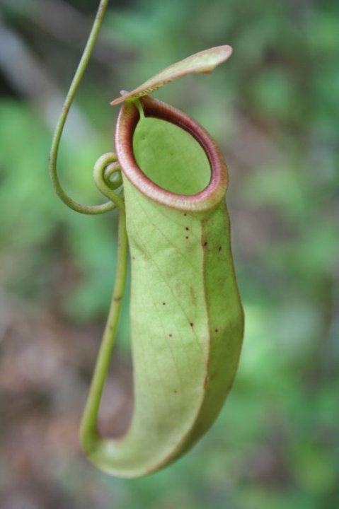 العشبة المفترسة( عشبة الأباريق)pitcher plant