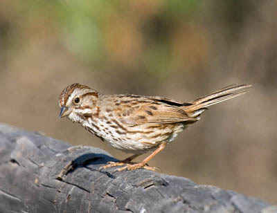 Photo of Song Sparrow on log