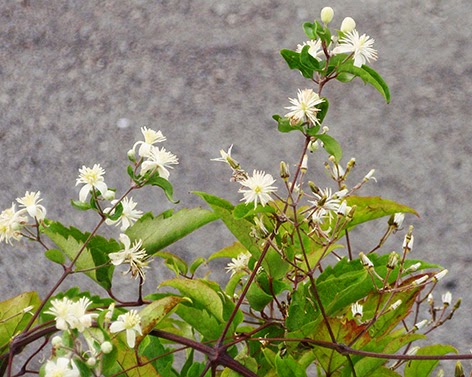 Clemátide o hierba del pordiosero (Clematis vitalba)