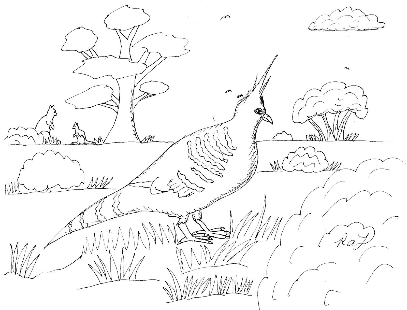 Robin's Great Coloring Pages: Birds of Australia Coloring Pages