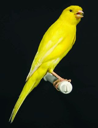Free Download Kicau Burung Kenari Gacor Free Download Kicau Burung Kenari Gacor