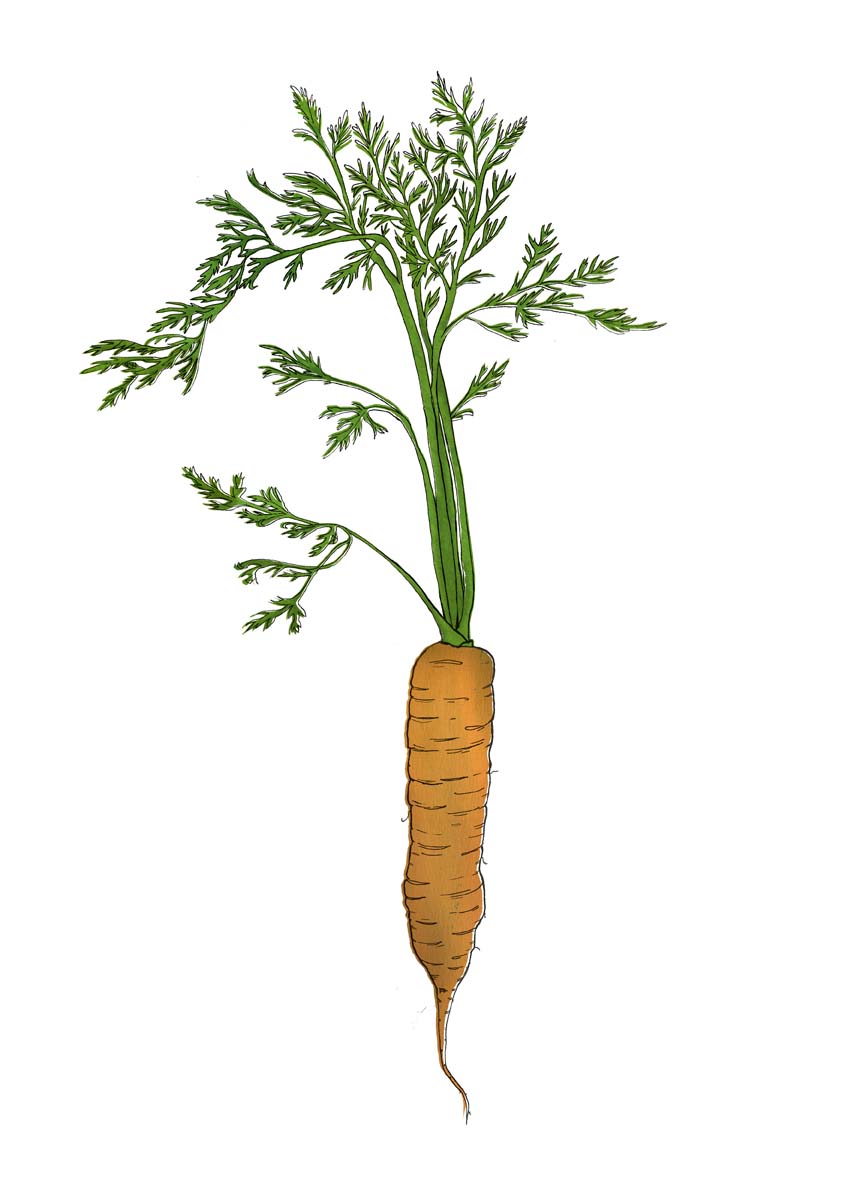 Морковь рисунок сложный. Cell for Carrots.