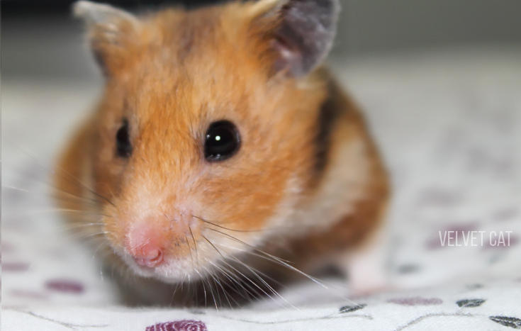 doña bigotes hamster comun noah