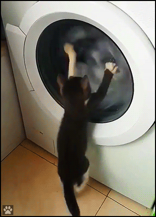 Funny Cat GIF • Funny Kitten going nuts trying to catch its blankie in the washing machine