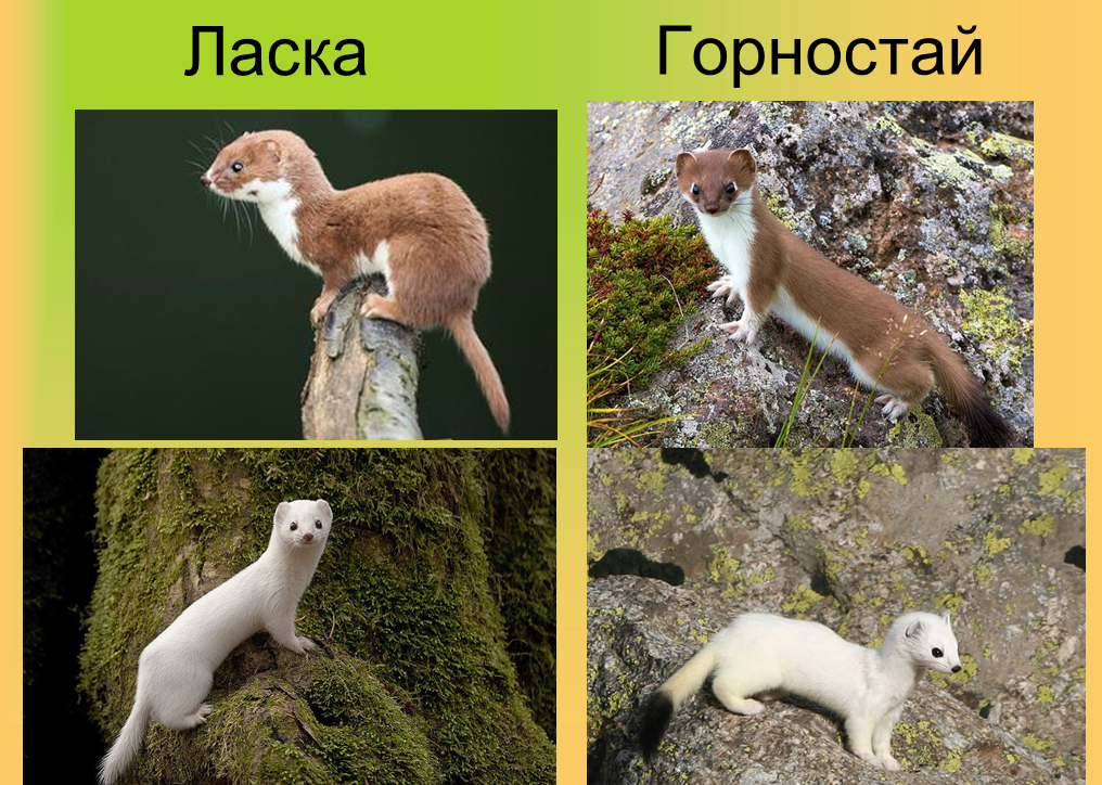 Ласка куница горностай хорек. Куница и хорек. Куница и хорек. Куница и ласка. Куница горностай.