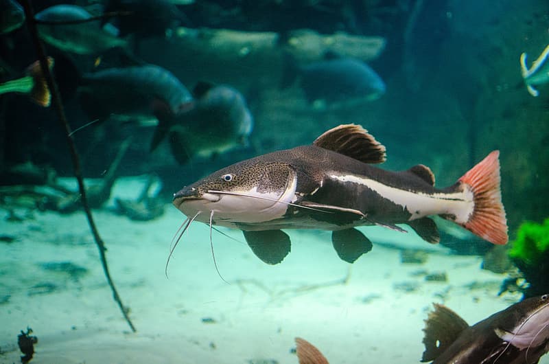 Catfish Siluriformes Catfish facts and how to take care of them