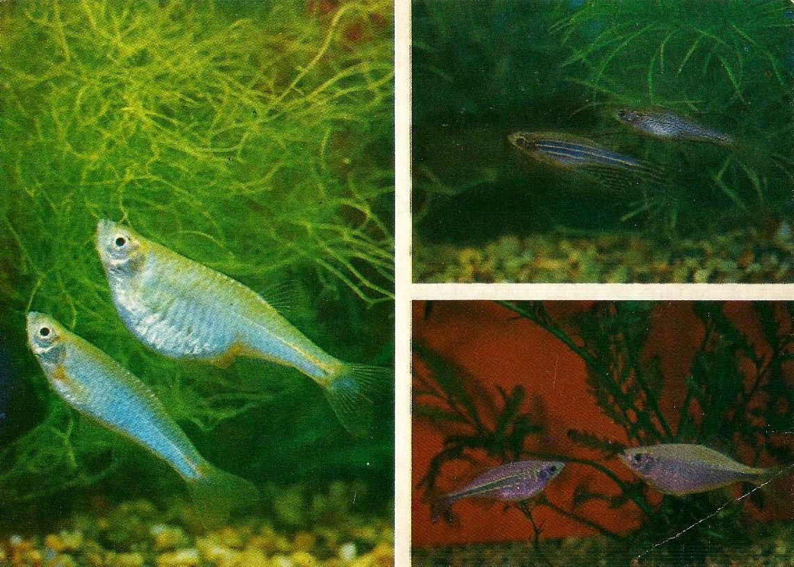 Аквариумные рыбки самки и самцы. Данио самец и самка. Данио рерио самец и самка. Данио малабарский. Данио аквариумные рыбки самец и самка.