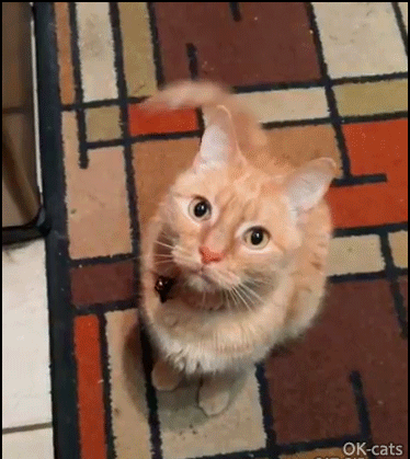 Funny Cat GIF • Amazing cat wagging his tail like a døg when he begs for human food! Funny Cat GIF • Amazing cat wagging his tail like a døg when he begs for human food!