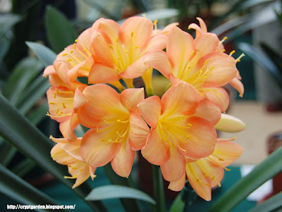 clivia 