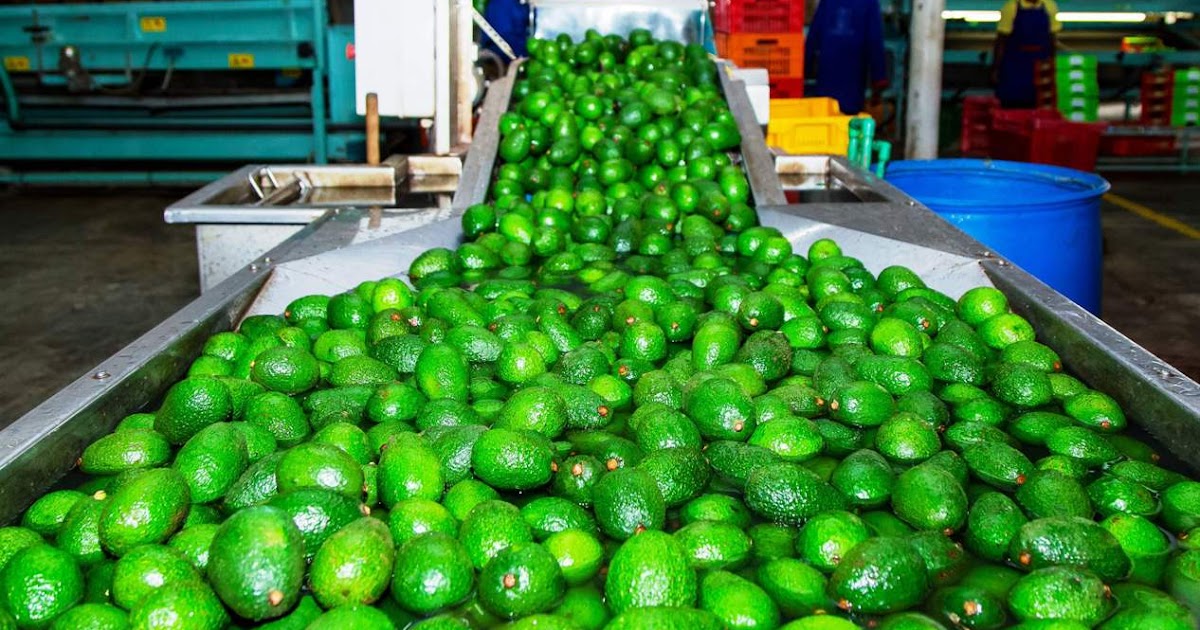 Rich Farm Kenya Profitable Agribusiness Ideas in Fruit Farming The