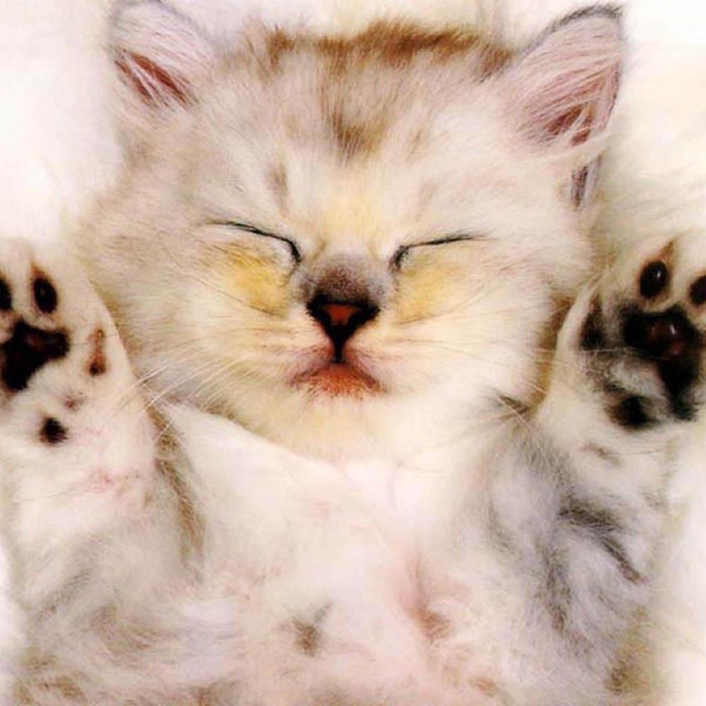 Free Download iPad Mini Wallpapers 1024x1024 - PPT Garden