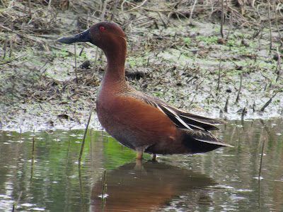 Gray Lodge Wildlife Area California birding hotspot