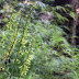 Rare Orchid Spotted From Kullu After 119 Years