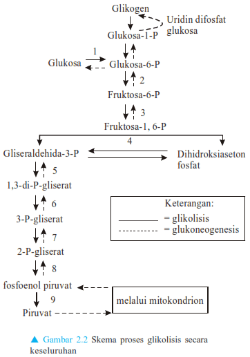Contoh dan Proses Metabolisme Organisme, Enzim, Apoenzim, Koenzim, Glikogenesis, Glikolisis, Daur Krebs