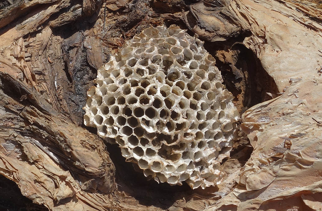 Inspiration by Deseos Design: Paper wasp nest
