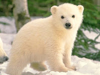 gambar beruang kutub