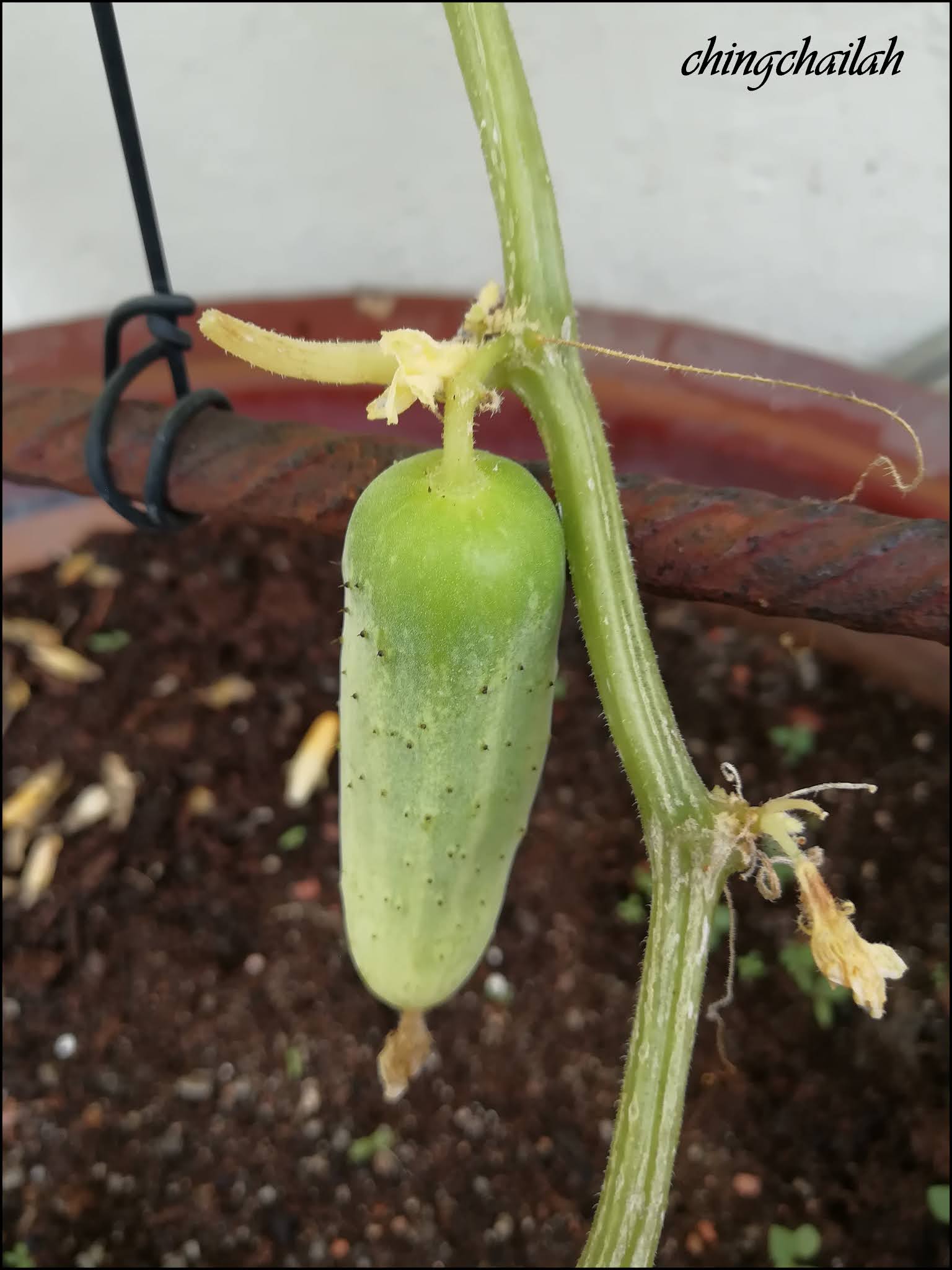Simple Living In Nancy Growing Yellow Cucumber In My Garden